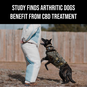Study Finds Arthritic Dogs Benefit from CBD Treatment