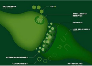 Your endocannabinoid system and homeostasis